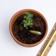 Plantable Pencils - Mostaza (Mustard)